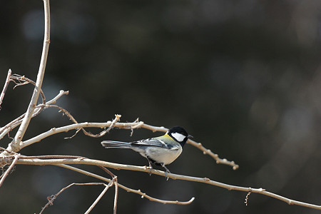 シジュウカラ（四十雀）