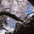 Photos: 鄙びた桜