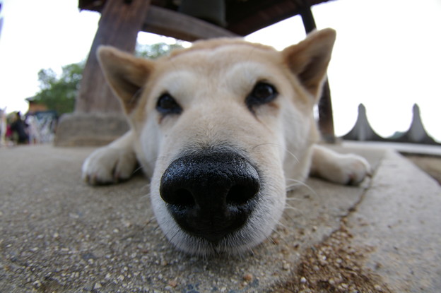 尾道 ガイド犬ドビン 魚眼 写真共有サイト フォト蔵