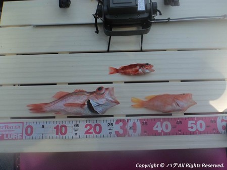 2014-04-26魚は何処に?? (10)
