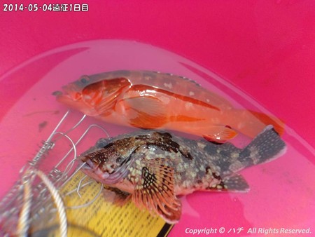 2014‐05‐04遠征1日目 (7)