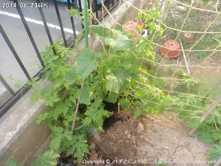 2014‐06-23収穫 (6)
