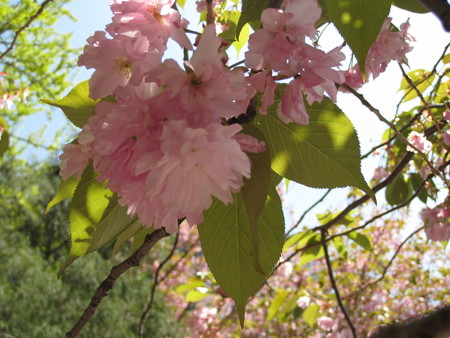 八重桜