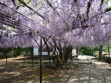御船山楽園の大藤