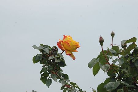 バラ園