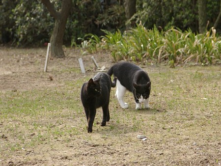 白黒1号と黒猫3号