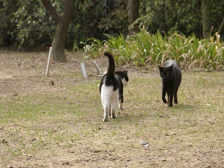 白黒1号と黒猫3号