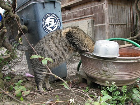 水を飲むキジトラ4号