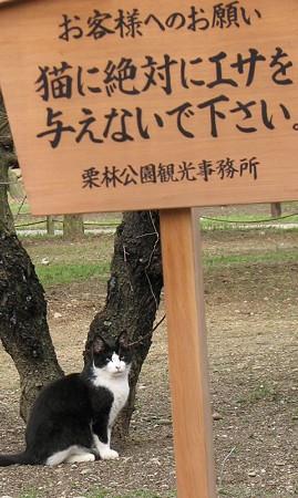 高札とハナシロ