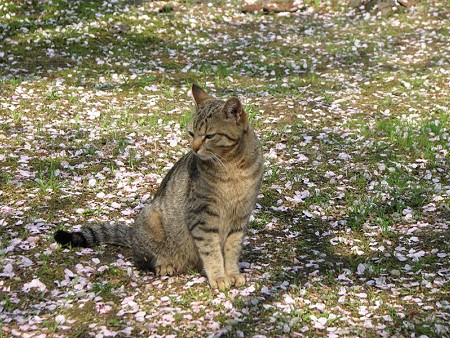 キジトラ1号　桜の花びらの絨毯の上で