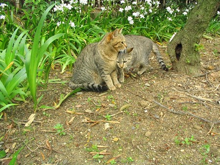 キジトラの親子、シャガの花のそばで　キジトラ1号　キジトラ2号