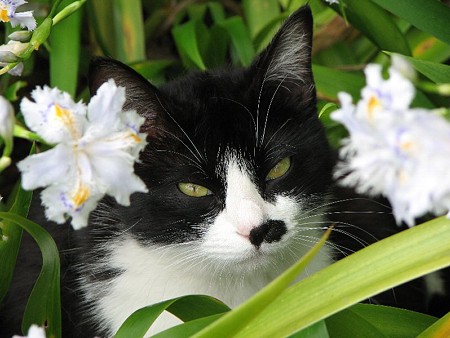 ハナクロ　シャガの花と