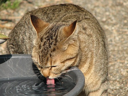 水を飲むキジトラ1号