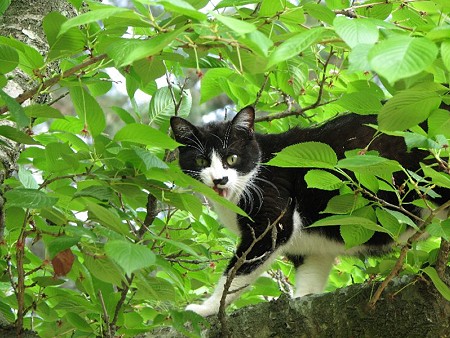 栗林公園的猫桜　ハナクロ