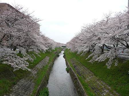 090405_sakura_saho