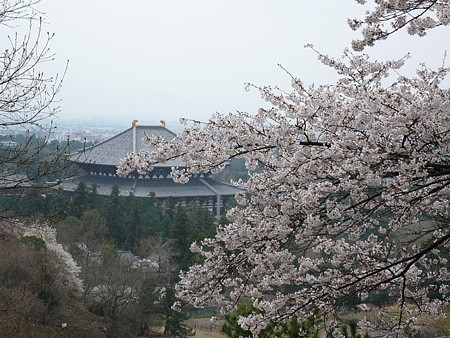090405_wakakusa