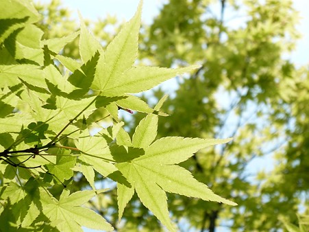 090501_green