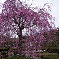 枝垂れ桜