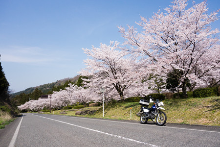 大山・萩原の桜並木