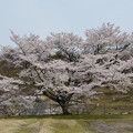 畑ケサカ桜公園駐車場の立派な桜