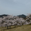 畑ケサカ桜公園