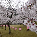 奥多々良木発電所　千本桜