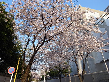 南千住・東京ガス千住テクノステーション周辺の桜(2009/4)
