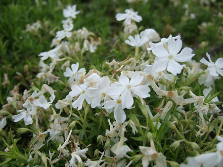 芝桜４