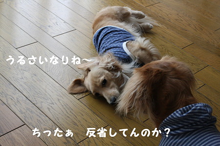 叱られ中 2