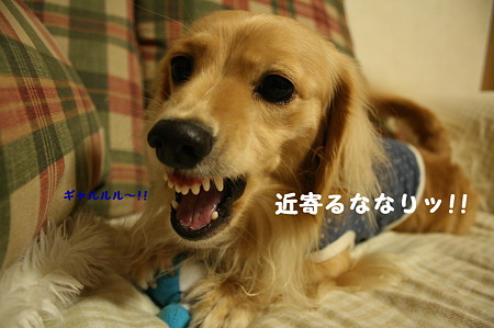 摩耶のおもちゃ2