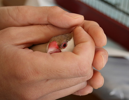 だんごちゃん