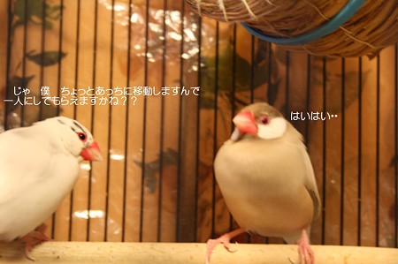 だんごとさくら