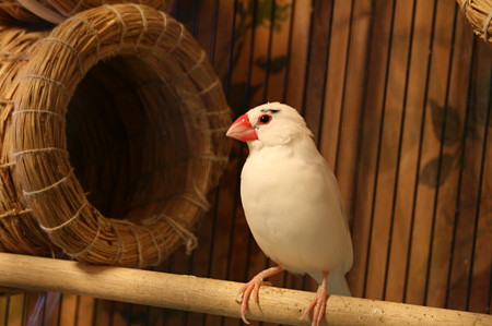 さくら (桜文鳥パイド系♂)