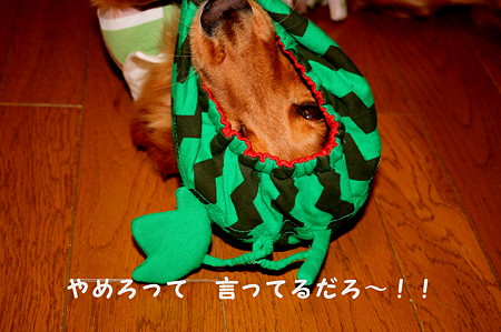 ほっかぶり隊 6