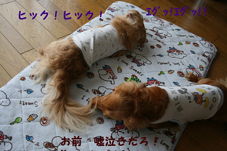 コアラ 6