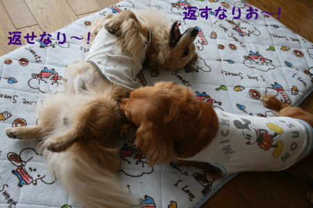 コアラ 4