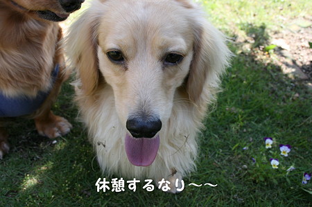 摩耶4