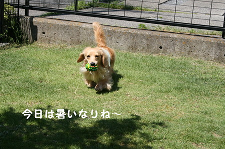摩耶1