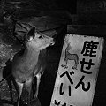 なぁ、これ買うてぇ～。