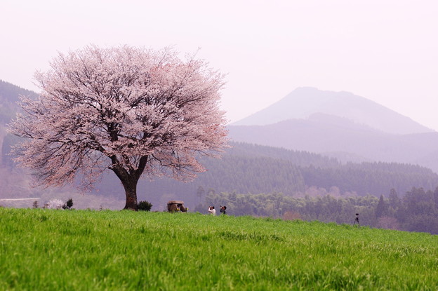 前原の一本桜 写真共有サイト フォト蔵