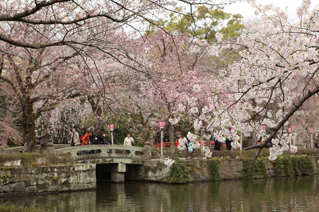 三島大社 桜 写真共有サイト フォト蔵