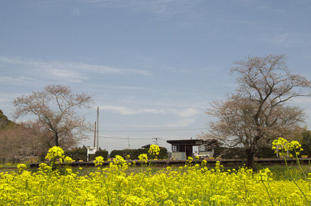小湊鉄道の菜の花 02