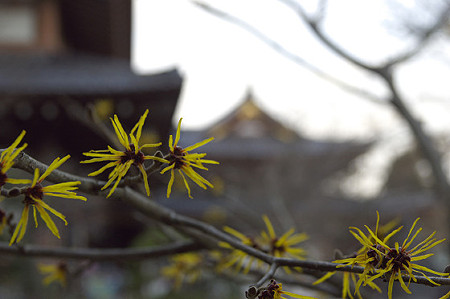 長谷寺 02