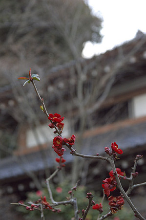 長谷寺 03