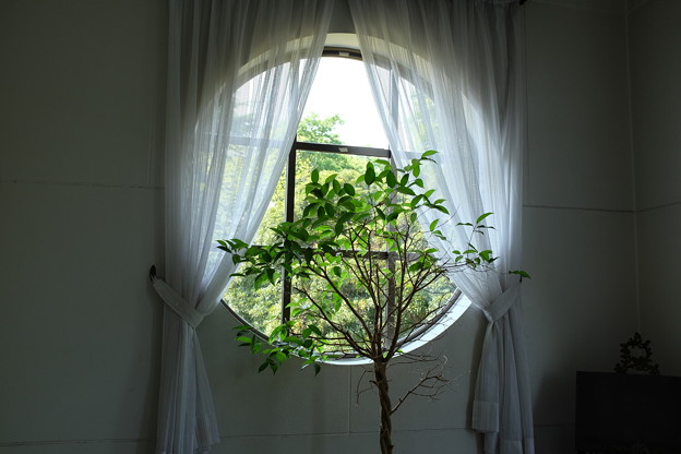 丸窓と観葉植物