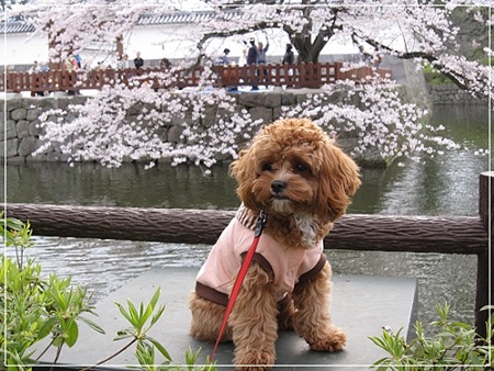 桜とめり~