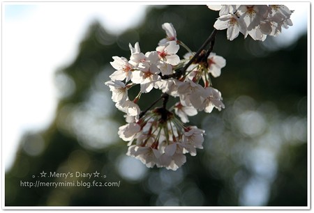 桜