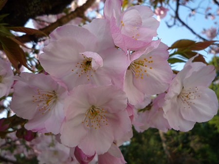 桜-2