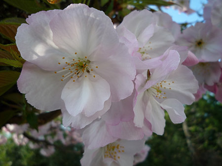 桜-1