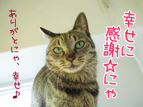 080704-【猫アニメ】幸せに感謝☆にゃ！
